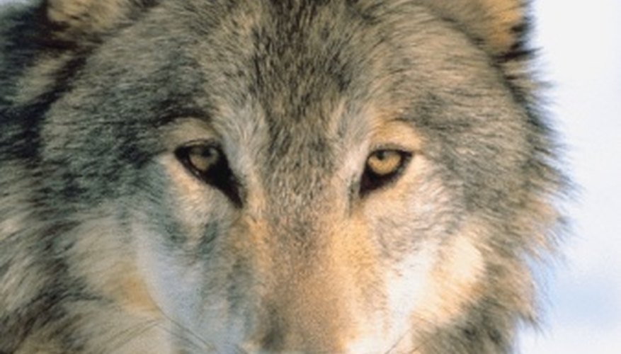 Photo Credit: Jupiterimages/Photos.com/Getty Images The gray wolf, or timber wolf, can be found in cold climates on three continents.