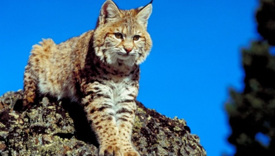 Photo Credit: Jupiterimages/Photos.com/Getty Images All bobcats have tufts of fur at the tip of their ears.
