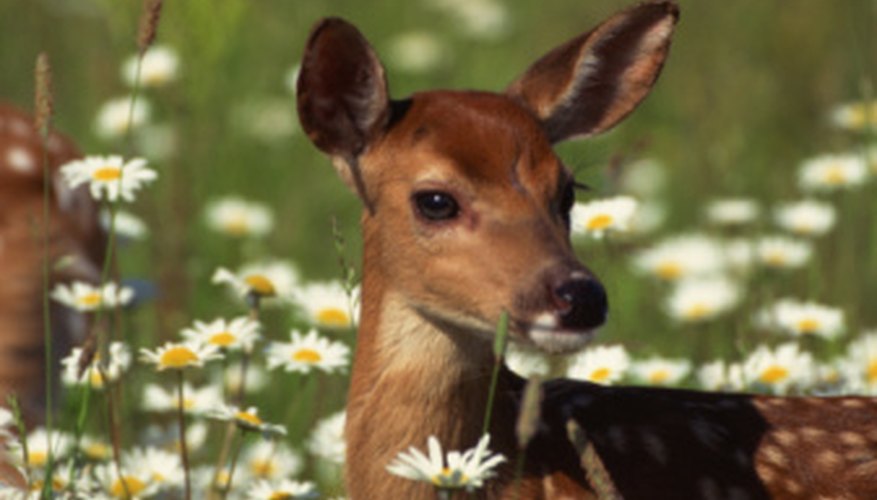 Photo Credit: Jupiterimages/Photos.com/Getty Images Deer are primarily the concern of biology, though the individual cells in the deer might be studied by a microbiologist.