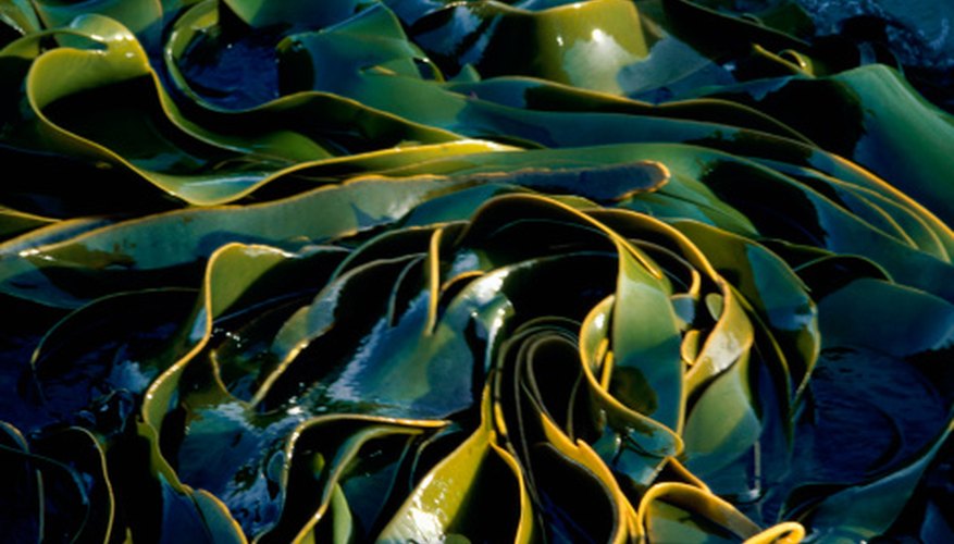 Photo Credit: Jupiterimages/liquidlibrary/Getty Images Kelp is often seen washed up on the shore.