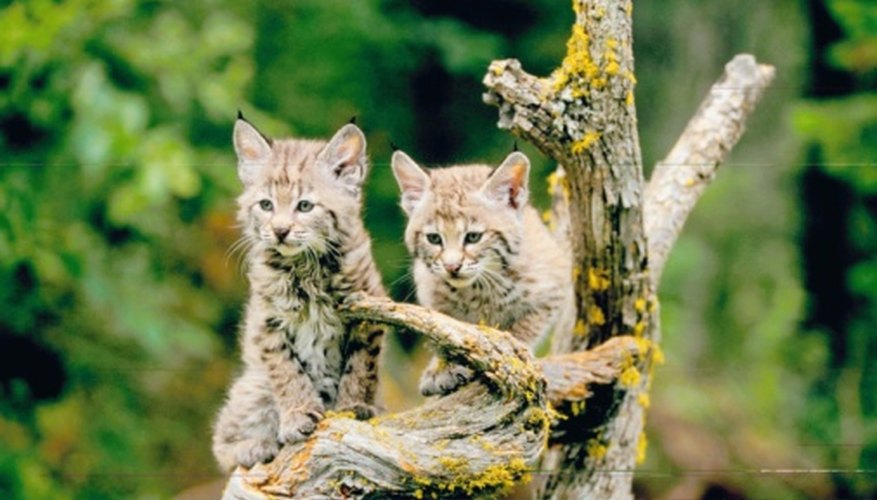 Photo Credit: Jupiterimages/Photos.com/Getty Images The bobcat is part of the Lynx genus.