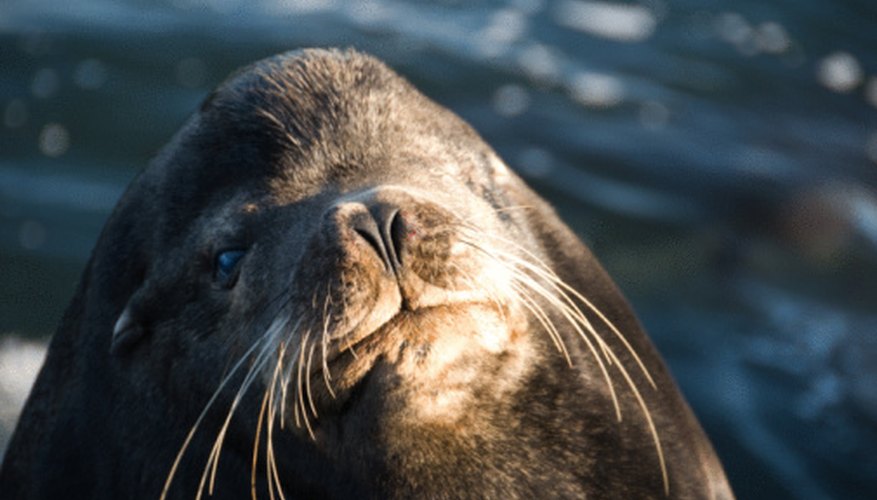 The Average Salary of Marine Mammal Veterinarians | Bizfluent