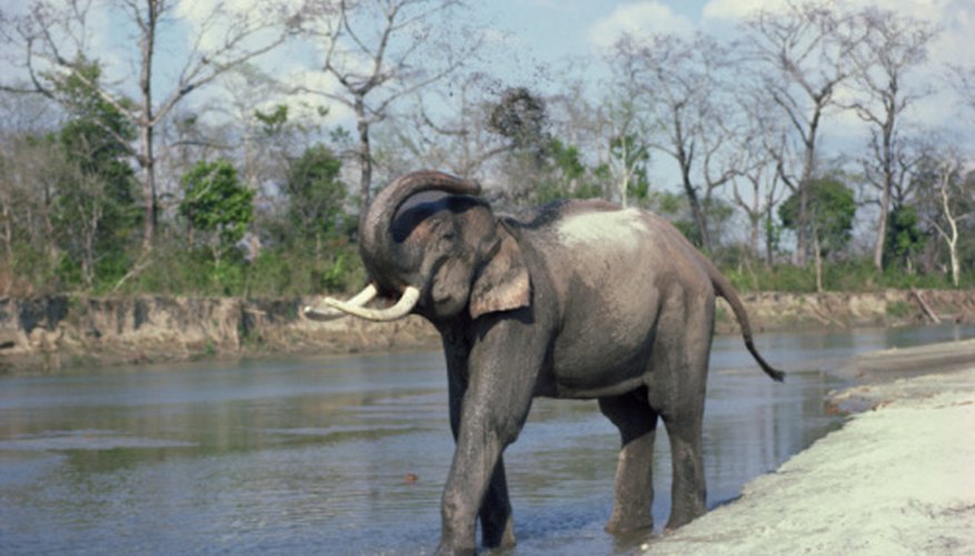 Photo Credit: Jupiterimages/Photos.com/Getty Images Asian elephants use their trunks for foraging, bathing, communication and defense.