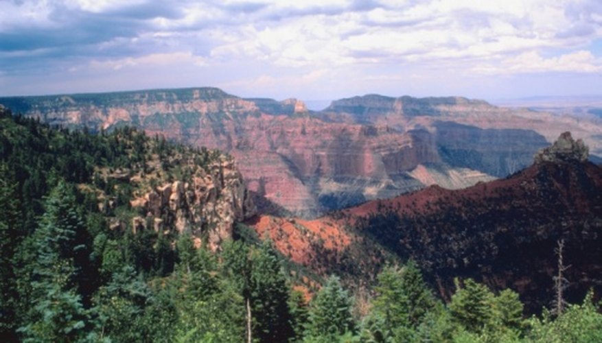 Photo Credit: Jupiterimages/Photos.com/Getty Images Ponderosa pine forests grow on the Colorado Plateau in Arizona.