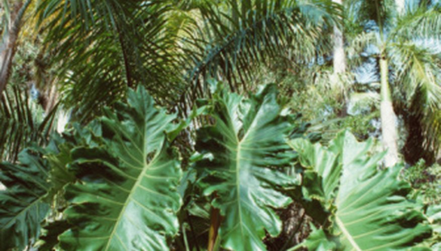 plants-in-the-tropical-zone-garden-guides