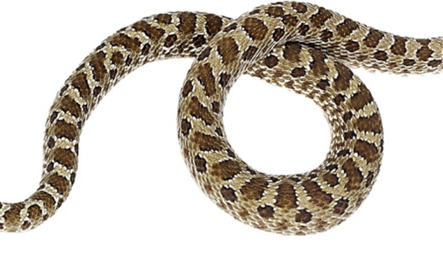 Photo Credit: NA/PhotoObjects.net/Getty Images The Western hognose snake is native to Mississippi.