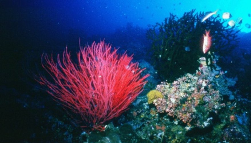 What Are Plants That Live In The Sea