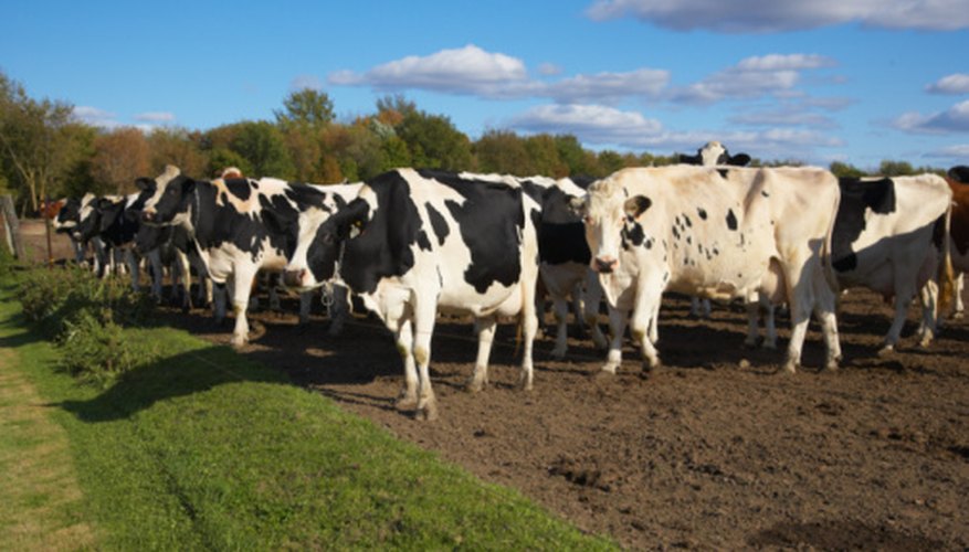 Photo Credit: Jupiterimages/Photos.com/Getty Images Ranches can be measured in acres.
