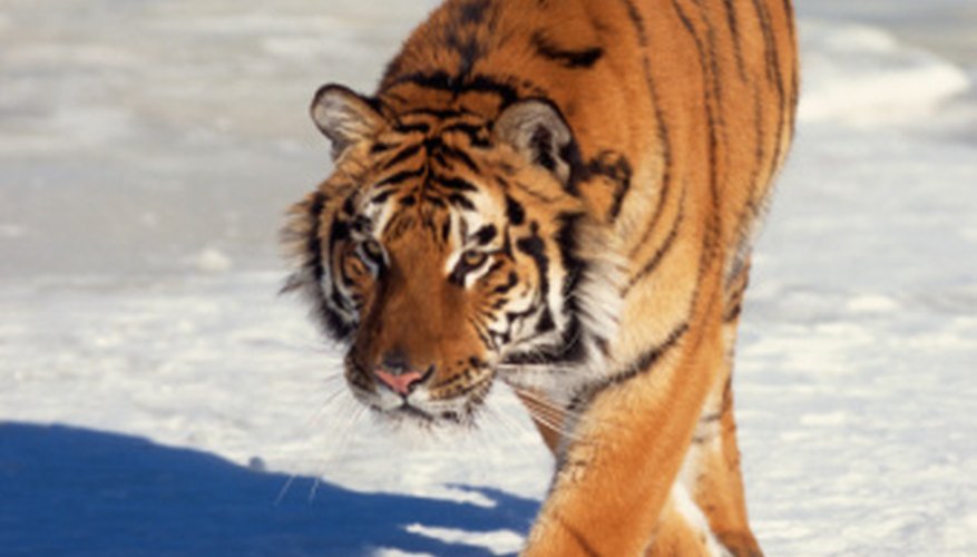 Photo Credit: Jupiterimages/Photos.com/Getty Images The Siberian tiger population, currently at around 500, dropped to as low as 40 in the 1930s.