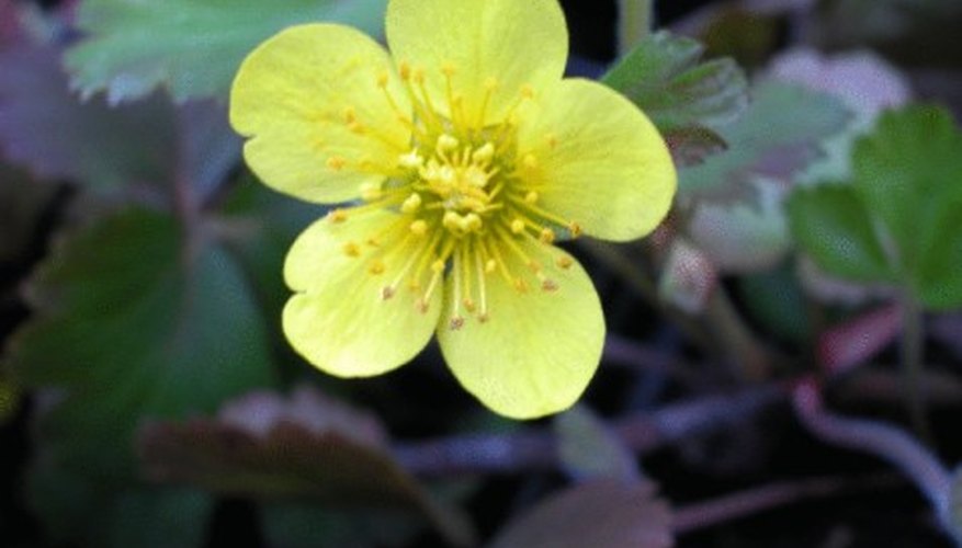 How to Get Rid of Buttercups on My Lawn Garden Guides