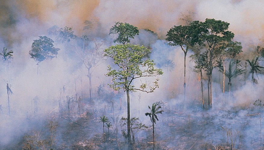 Photo Credit: Stockbyte/Stockbyte/Getty Images Farmers burn the forest in Amazon to make room for farms.