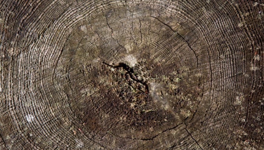 what-are-tree-rings-called-garden-guides