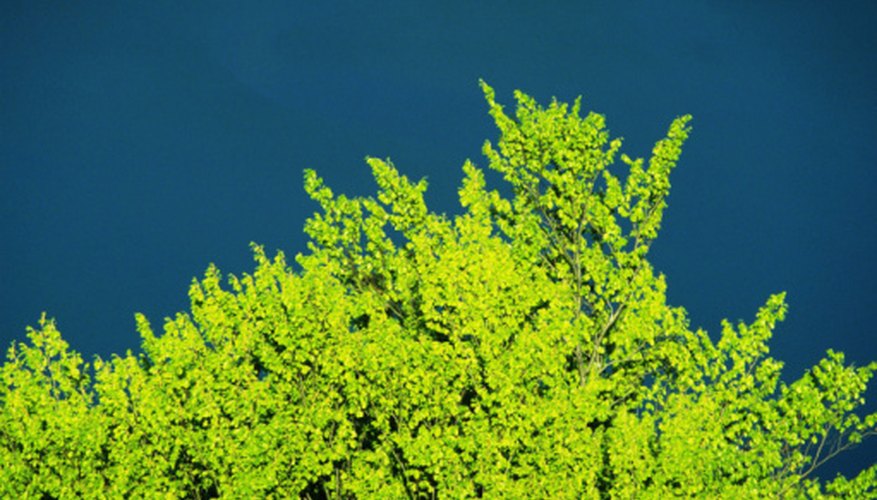 Photo Credit: Goodshoot/Goodshoot/Getty Images Green trees are a good oxygen source.