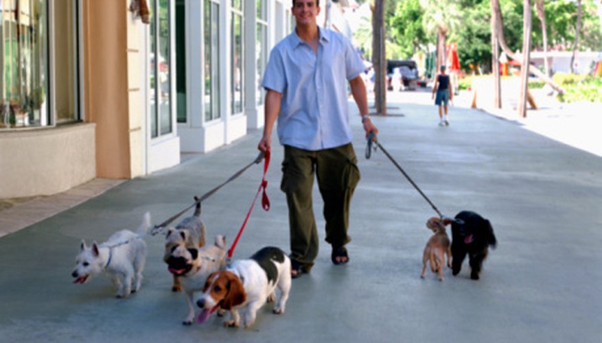 Los paseadores de perros trabajan con muchas mascotas al mismo tiempo