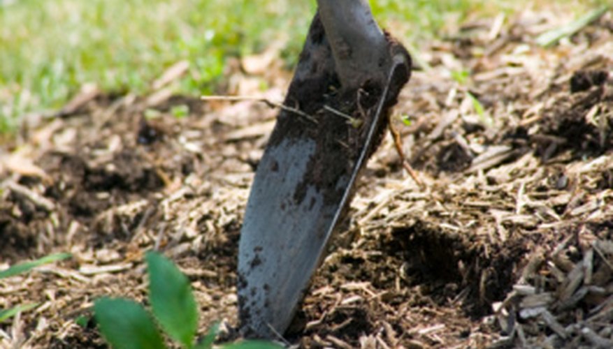 Which Mulch Is Best for Repelling Bugs? | Garden Guides