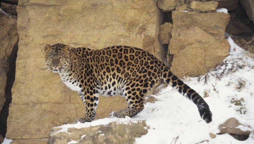 Photo Credit: Tom Brakefield/Stockbyte/Getty Images The Amur leopard thrives in extremely cold climates and may be suffereing adverse effects from global climate change.