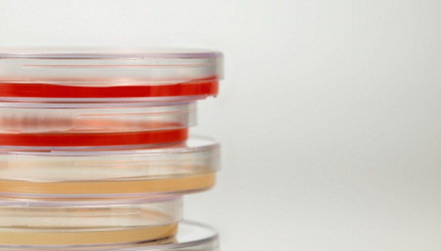 Photo Credit: Stockbyte/Stockbyte/Getty Images Fill the dishes half-full for the best results.