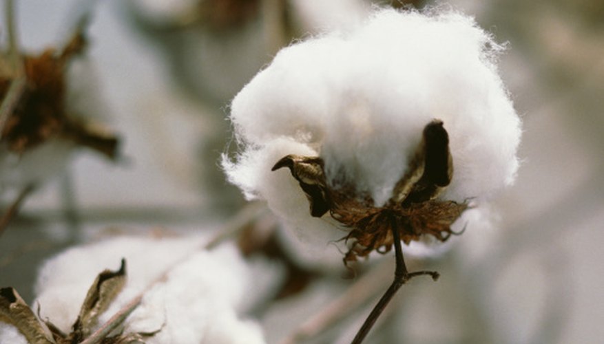 Photo Credit: Comstock Images/Comstock/Getty Images Cotton is grown throughout the Southern United States.