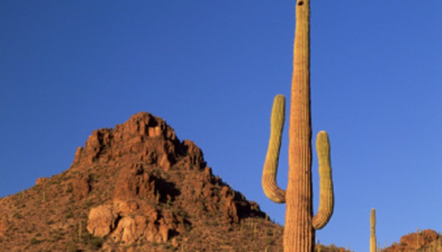 Photo Credit: Jupiterimages/Photos.com/Getty Images Desert vegetation has adapted to make do with little precipitation.