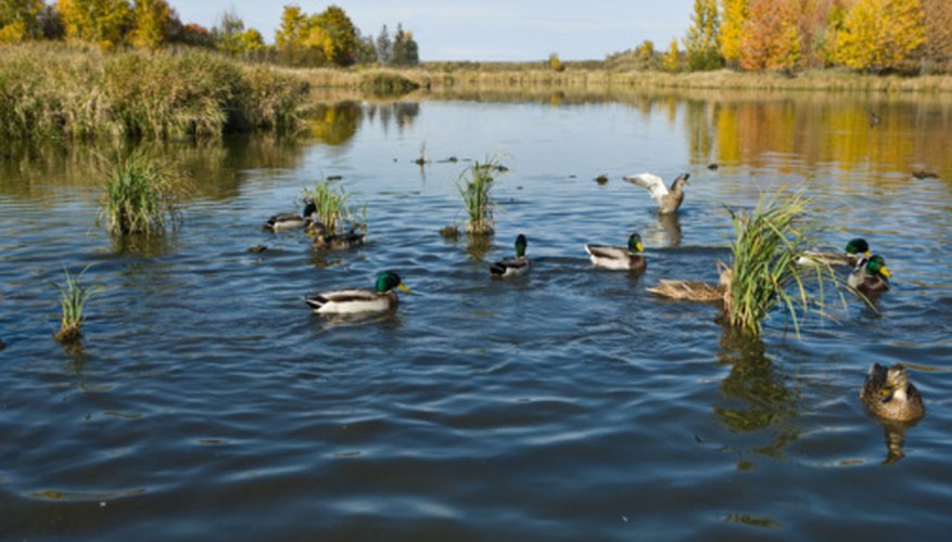 limiting-factors-of-the-freshwater-biome-sciencing