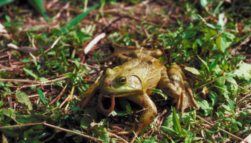 Photo Credit: Jupiterimages/Photos.com/Getty Images Many garter snakes relish a meal of frog.