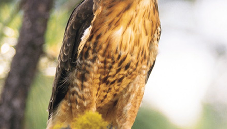 Photo Credit: Comstock/Comstock/Getty Images Red-tailed hawks will eat roadkill that is relatively fresh and steal prey from other raptors.