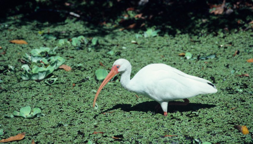 Photo Credit: Tom Brakefield/Stockbyte/Getty Images White ibises are found in the Atchafalaya River Basin.