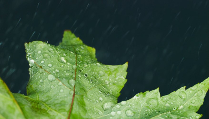 Photo Credit: Ryan McVay/Lifesize/Getty Images Water, such as rain, is one of the abiotic factors of a forest ecosystem.