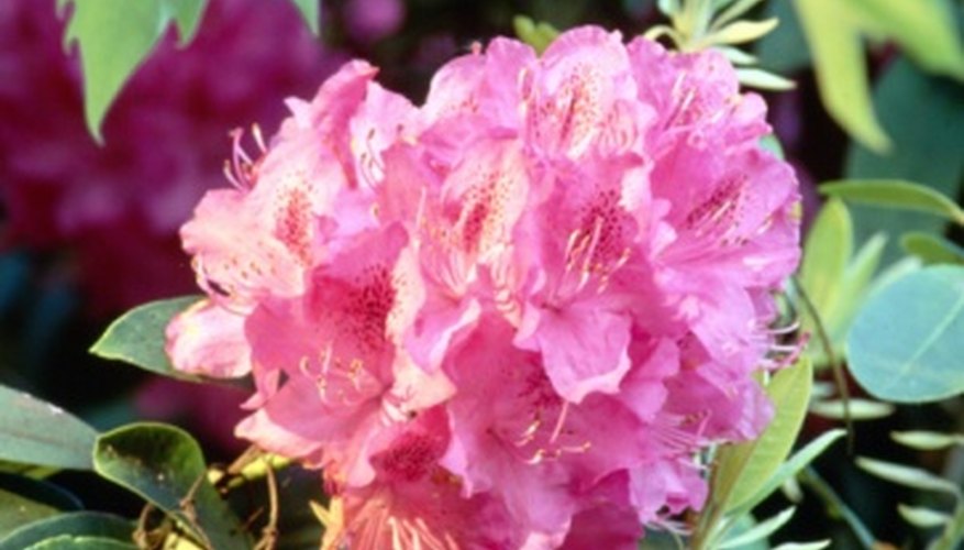 colors-of-rhododendron-garden-guides