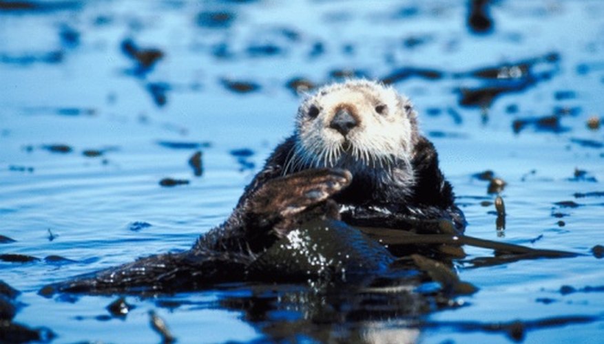 Photo Credit: Jupiterimages/Photos.com/Getty Images The antics of sea otters make them a favorite to watch.