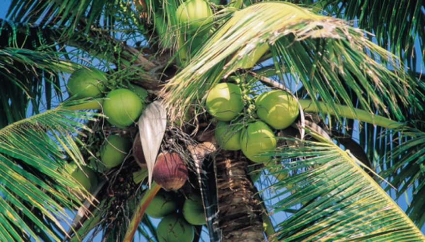 Photo Credit: Goodshoot/Goodshoot/Getty Images The coconut palm is called the