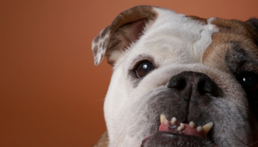 Photo Credit: Chris Amaral/Digital Vision/Getty Images English bulldogs are great with kids.