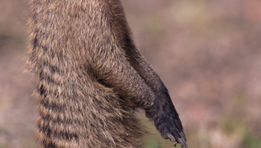 Photo Credit: Anup Shah/Digital Vision/Getty Images The mongoose is the king cobra's most feared enemy.