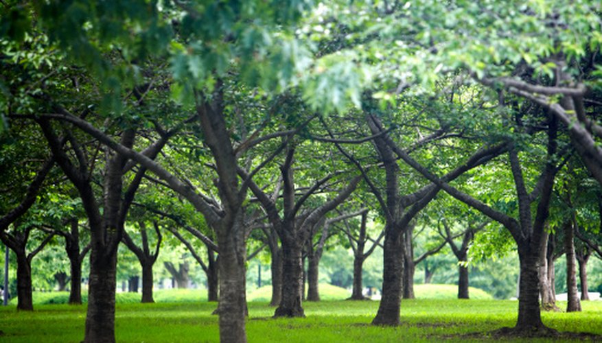 Photo Credit: Ryan McVay/Stockbyte/Getty Images What Do All Living Organisms Have in Common