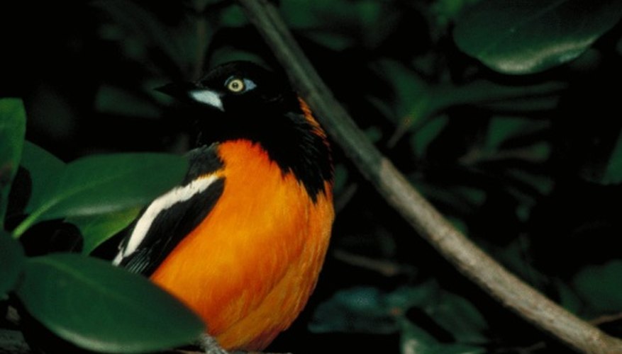 Photo Credit: Jupiterimages/Photos.com/Getty Images The Baltimore oriole is common in the eastern United States.