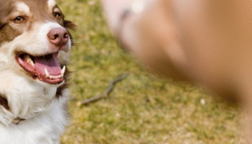 Financial assistance is available to study dog training at recognized schools.