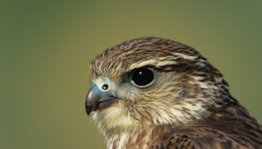 Photo Credit: Tom Brakefield/Stockbyte/Getty Images The merlin, a small raptor found in Santa Monica, often harasses larger birds.