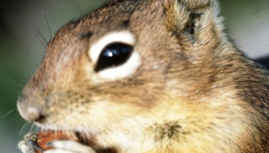 How to Keep Ground Squirrels From Digging in Your Garden | Garden Guides