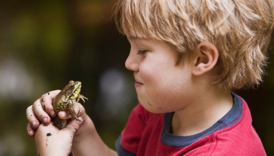 Photo Credit: Jupiterimages/Comstock/Getty Images Frogs are interesting for kids of all ages.