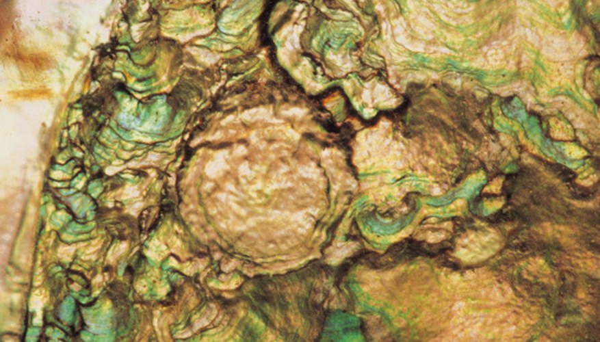 Photo Credit: Comstock/Comstock/Getty Images The abolone shell, including the paua species, are recognized for their iridescent colors.