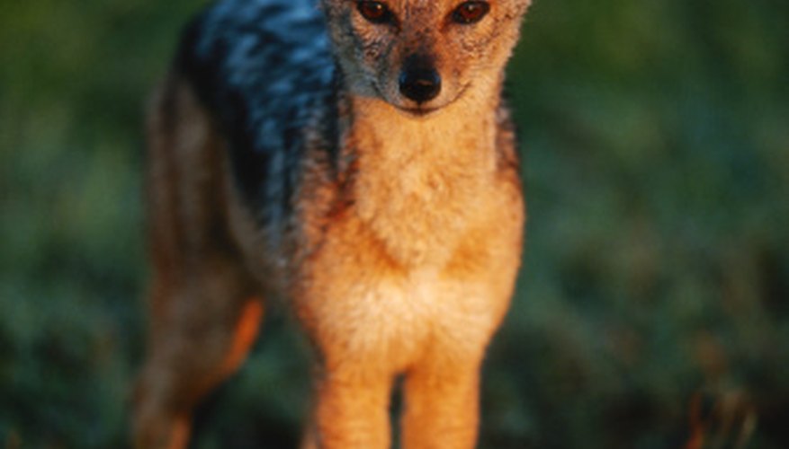 Photo Credit: Anup Shah/Photodisc/Getty Images Varieties of jackal are recognizable by their fur color.