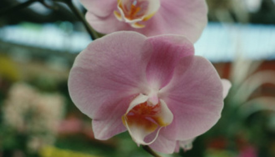 What to Do After Your Orchids Are Finished Blooming Garden Guides