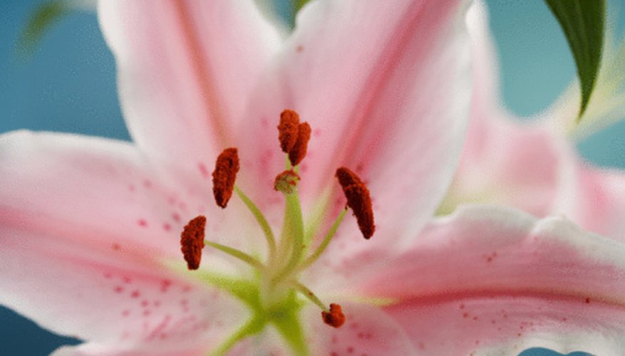 describe-the-parts-of-flowers-sciencing