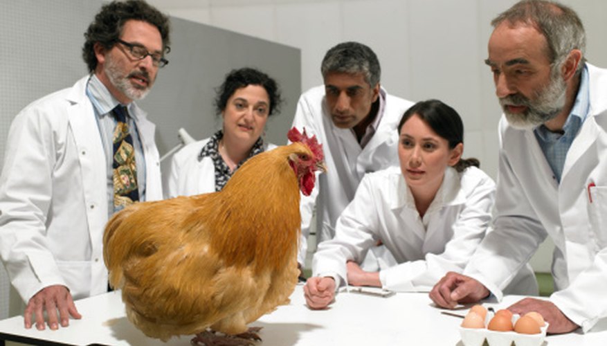 Photo Credit: Michael Blann/Lifesize/Getty Images All you need is some vinegar and a chicken egg to try this experiment yourself.