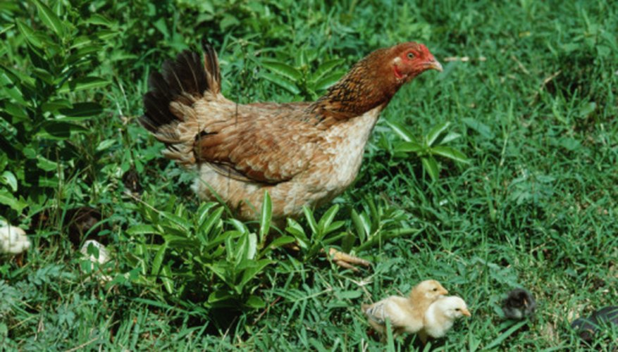 Photo Credit: Photos.com/Photos.com/Getty Images Chickens and other birds transfer bird mites to humans.