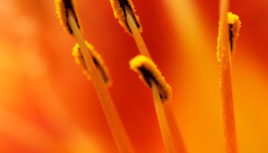 Photo Credit: Jupiterimages/Photos.com/Getty Images These stamens are the male part of the flower.