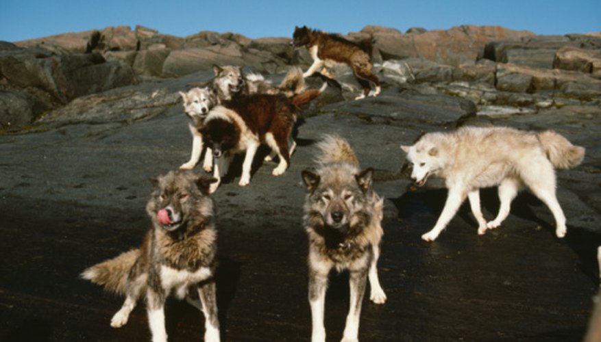 Photo Credit: Jupiterimages/liquidlibrary/Getty Images Predation affects population more strongly as it reaches carrying capacity.