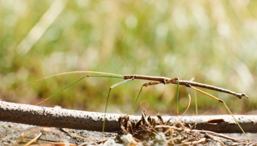What Predators Eat the Walking Stick Insect? | Sciencing