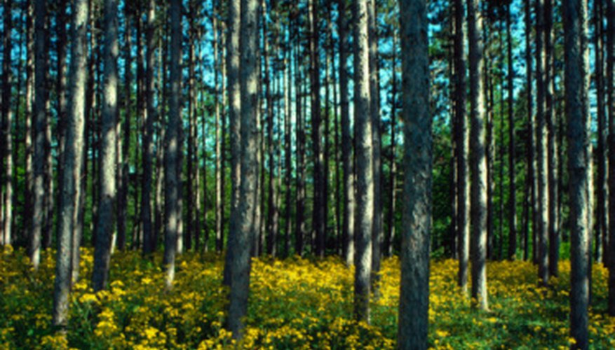 Photo Credit: Jupiterimages/Photos.com/Getty Images In spring, wildflowers fill the ground layer of the deciduous woods.