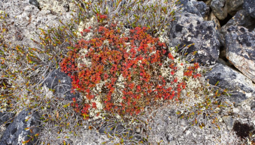 Photo Credit: Jupiterimages/Photos.com/Getty Images Lichens can live in some of the coldest, driest places on Earth.